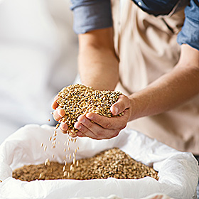 大きな白い袋の中に入った穀物を両手ですくい上げている場面
